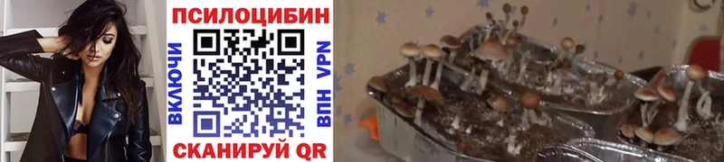 цена   Казань  Псилоцибиновые грибы Psilocybine cubensis 